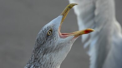 call behavior regional analysis