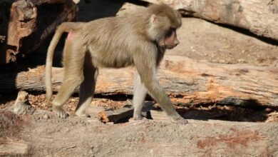 mobile call behavior analysis