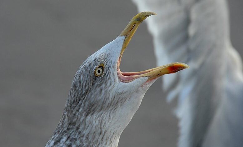 mobile call behavior analysis