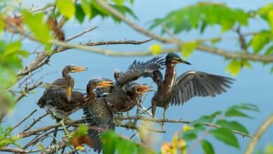 mobile call behavior trends